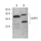 ULBP3 Antibody (D-1) - Western Blotting - Image 374415