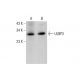ULBP3 Antibody (D-1) - Western Blotting - Image 382056 