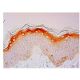 ULBP4 Antibody (C-11) - Immunohistochemistry - Image 302548