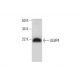 ULBP4 Antibody (C-11) - Western Blotting - Image 290005 