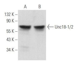 Unc18-1/2 Antibody (D-1) - Western Blotting - Image 357737 