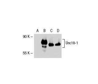Unc18-1/2 Antibody (D-1) - Western Blotting - Image 47153