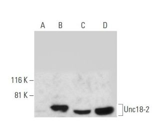 Unc18-2 Antibody (D-2) - Western Blotting - Image 290873 