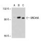 UNC45A Antibody (AbS1) - Western Blotting - Image 37136