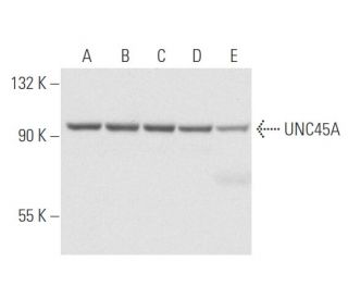 UNC45A Antibody (AbS1) - Western Blotting - Image 57909 