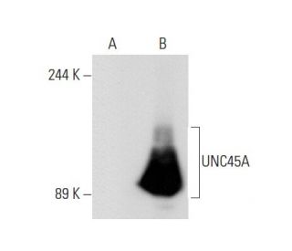 UNC45A Antibody (AbS1) - Western Blotting - Image 68085 