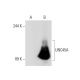UNC45A Antibody (AbS1) - Western Blotting - Image 68085 