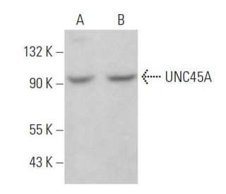 UNC45A Antibody (AbS1) - Western Blotting - Image 379321 