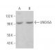 UNC45A Antibody (AbS1) - Western Blotting - Image 379321 