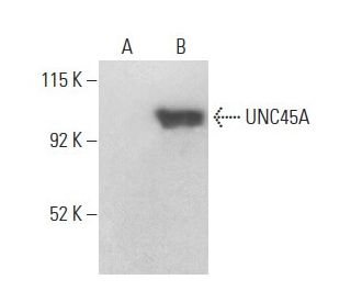 UNC45A Antibody (AbS1) - Western Blotting - Image 398893 