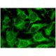 UNC45A Antibody (D-6) - Immunofluorescence - Image 296342 