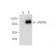 UNC45A Antibody (D-6) - Western Blotting - Image 286899