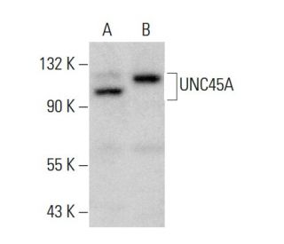 UNC45A Antibody (D-6) - Western Blotting - Image 377413 