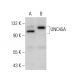 UNC45A Antibody (D-6) - Western Blotting - Image 377413 