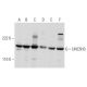 UNC5H3 Antibody (F-4) - Western Blotting - Image 356976 
