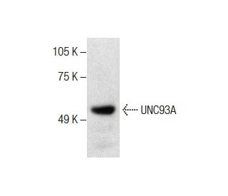 UNC93A Antibody (F-2) - Western Blotting - Image 287204 