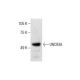 UNC93A Antibody (F-2) - Western Blotting - Image 287204 