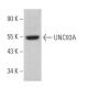 UNC93A Antibody (F-2) - Western Blotting - Image 373988
