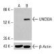 UNC93A Antibody (F-2) - Western Blotting - Image 415020 