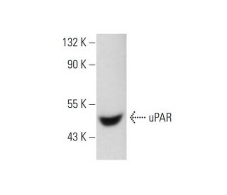 uPAR Antibody (10G7) - Western Blotting - Image 11804 