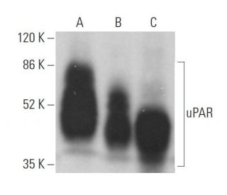 uPAR Antibody (D-5) - Western Blotting - Image 379261 