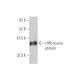 UPIb Antibody (1E1) - Western Blotting - Image 348870