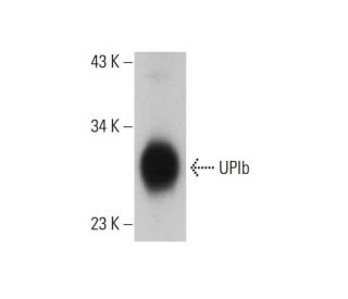 UPIb Antibody (1E1) - Western Blotting - Image 384251 