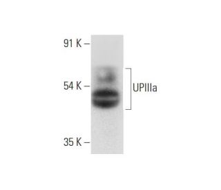 UPIIIa Antibody (F-11) - Western Blotting - Image 318564 