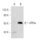 UPIIIa (C-6): sc-166808. Western blot analysis of UPIIIa expression in...