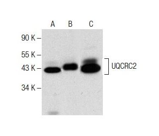 UQCRC2 Antibody (G-10) - Western Blotting - Image 287877 