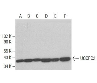 UQCRC2 Antibody (G-10) - Western Blotting - Image 378029 
