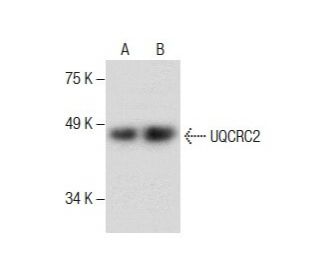 UQCRC2 Antibody (G-4) - Western Blotting - Image 287209 