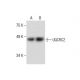 UQCRC2 Antibody (G-4) - Western Blotting - Image 287209 