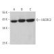 UQCRC2 Antibody (G-4) - Western Blotting - Image 367598 