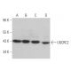 UQCRC2 Antibody (G-4) - Western Blotting - Image 367636