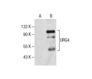 URG4 Antibody (E-2) - Western Blotting - Image 160680