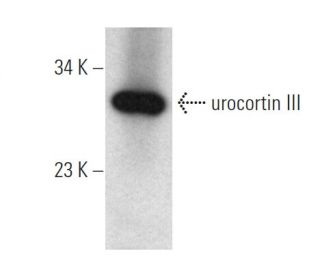 urocortin III Antibody (C3) - Western Blotting - Image 374567