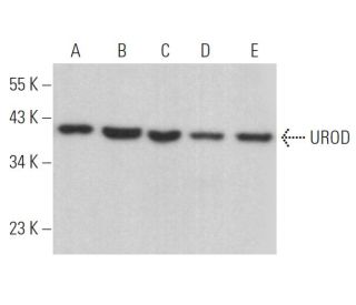 UROD Antibody (G-7) - Western Blotting - Image 367077