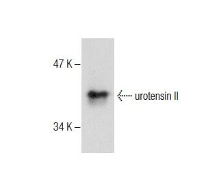 urotensin II Antibody (UII-13) - Western Blotting - Image 287669