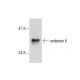 urotensin II Antibody (UII-13) - Western Blotting - Image 287669