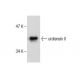 urotensin II Antibody (UII-6) - Western Blotting - Image 287667