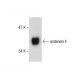 urotensin II Antibody (UII-9) - Western Blotting - Image 287668
