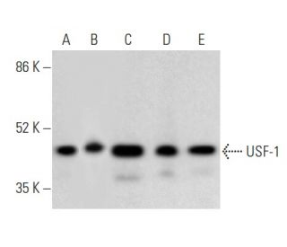 USF-1 Antibody (B-9) - Western Blotting - Image 354865 