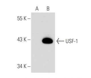 USF-1 Antibody (J-39) - Western Blotting - Image 47248 