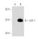 USF-1 Antibody (J-39) - Western Blotting - Image 47248 