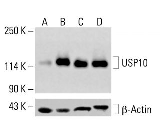USP10 Antibody (C-7) - Western Blotting - Image 414395 