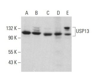 USP13 Antibody (D-11) - Western Blotting - Image 381371 
