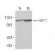 USP13 Antibody (E-11) - Western Blotting - Image 366342