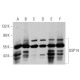 USP14 Antibody (A-1) - Western Blotting - Image 359977