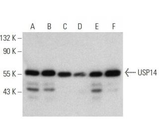 USP14 Antibody (F-4) - Western Blotting - Image 358620 